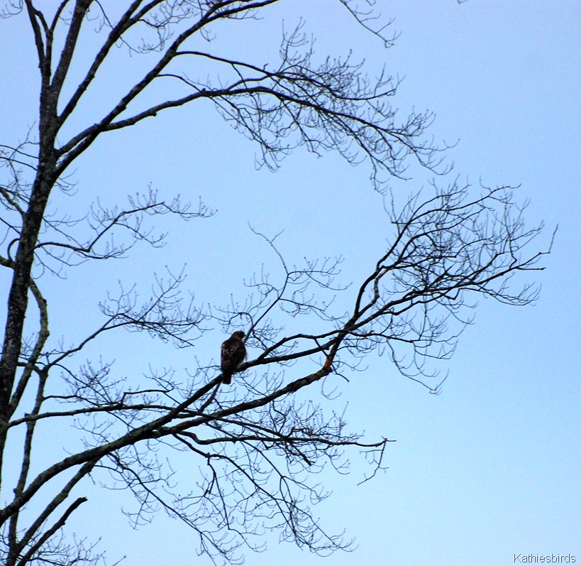 [1. Red-tailed hawk_kab[4].jpg]