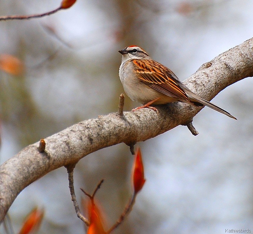 [7. Chipping sparrow 4-24-11[4].jpg]