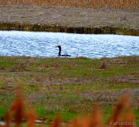 34. cormorant-kab