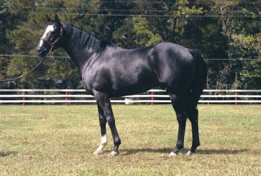 black thoroughbred racehorse. Black Thoroughbred Stallion