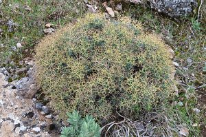 Launaea%20arborescens.jpg