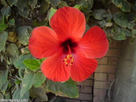 DSC01029 وردة حمراء - Red Flower