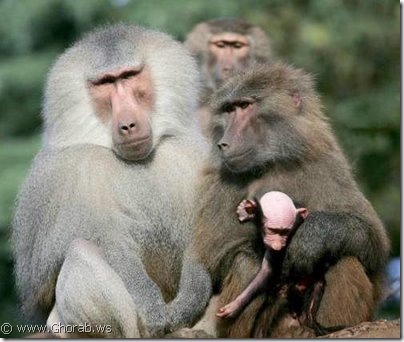 Baboon Monkies