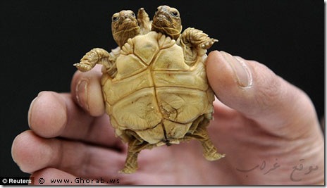 Two_headed_turtle