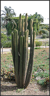 Orchids garden - Utopia