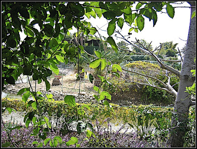 Orchids garden - Utopia