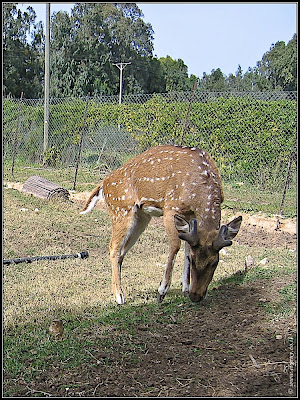 Orchids garden - Utopia