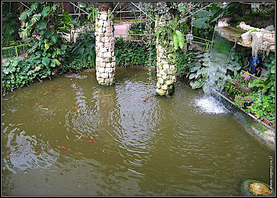 Orchids garden - Utopia