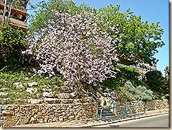 Kukkiva puu kadulla