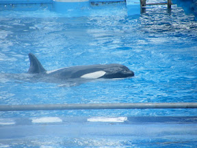 082 - Espectáculo de las orcas.JPG