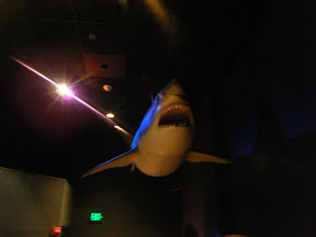 167 - El tiburón blanco.JPG