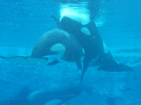 152 - Orcas.JPG