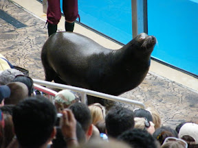 179 - Espectáculo de los leones marinos.JPG