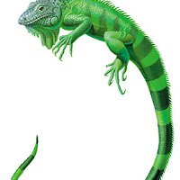 Reptiles (14).jpg