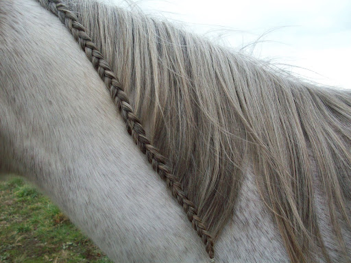 Ending the running braid - The Horse Forum