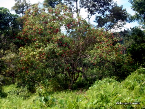 [rambutan tree[2].jpg]