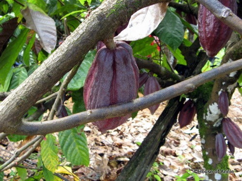 [dark cacao pods[2].jpg]