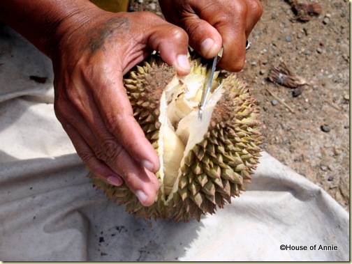 splitting a durian
