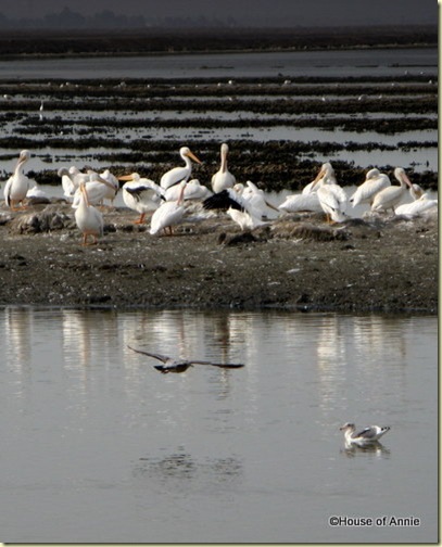 Don Edwards NWR pelicans