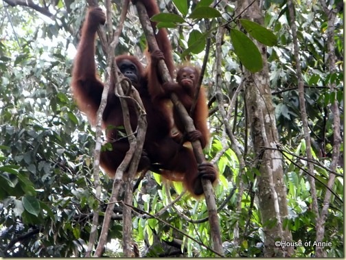 Semenggoh mother and infant orangutan 2