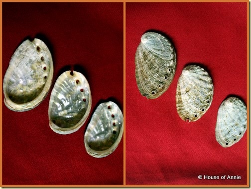 KCC Farmers Market Kona Coast Abalone shells