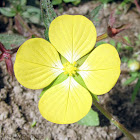 Mexican Primrose Willow