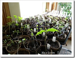 tn_2010-03-31 Seedlings (2)