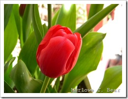 tn_2010-04-27 Tulips (5)