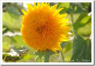 tn_2010-08-29 Sunflowers (13)_edited-1