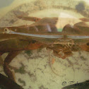 Long eye crabs