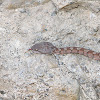 Oman saw scaled viper