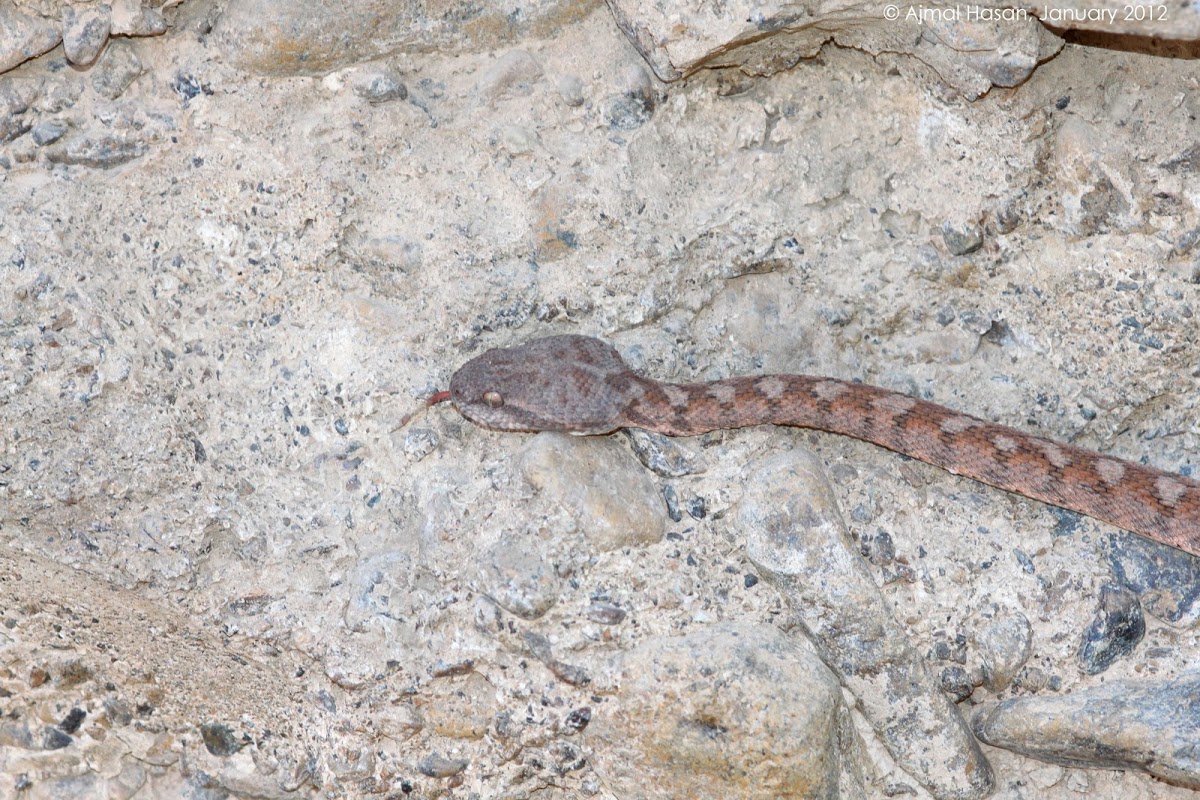 Oman saw scaled viper