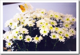 Josephine's daisies 7-03-03
