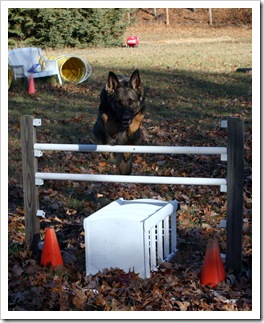 2009.11.17 Dogs in Yard-3