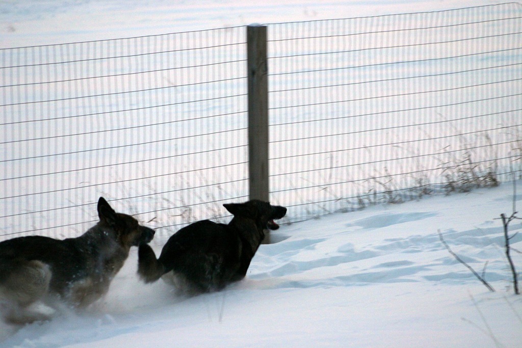 [12.24.08 More Snow Dogs.08-50[5].jpg]