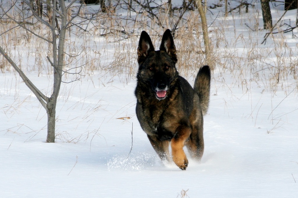 [2011.1.28 Brita.Jake snow dogs-14a[4].jpg]
