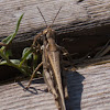 Egyptian Grasshopper; Langosta Egipcia