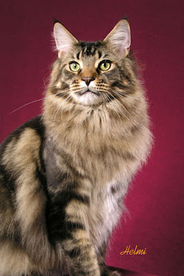 Brown classic tabby Maine Coon cat