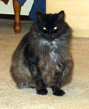 Black Smoke Maine Coon Cat Poc