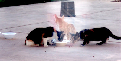 three feral cats eating