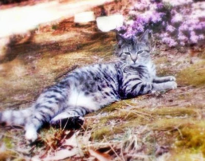 Tabby a feral cat in a garden amongst flowers