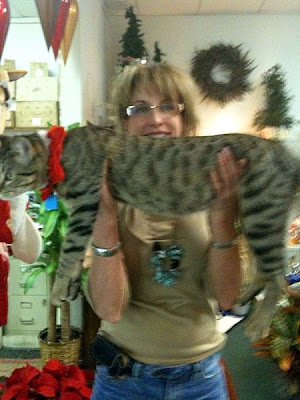 big feral Savannah cat mix