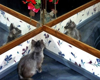 Furby a tamed feral cat surrounded by mirrors