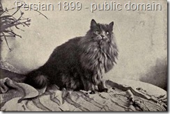 Blue Persian Gentian from 1899