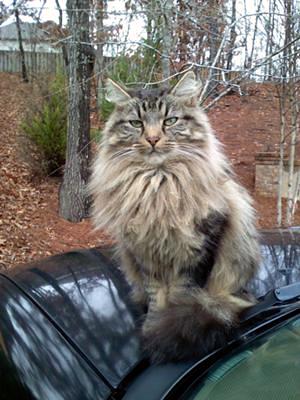 Norwegian Forest cat Mr Big