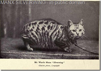 1900s Manx cat