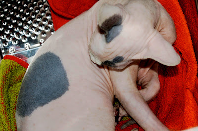 Sphynx cat with black spots on his skin