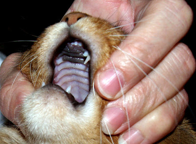 baby teeth on a cat
