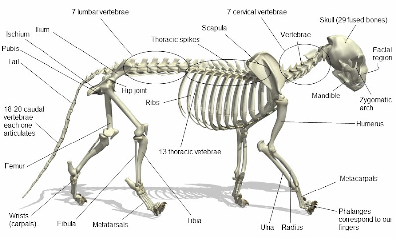 cat skeleton and text