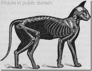Relative Proportion of Skeleton to the Exterior of the Cat